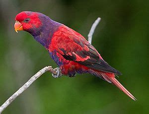 Violet-necked lory - Wikipedia, the free encyclopedia