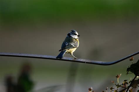 Blue Tit Bird Animal - Free photo on Pixabay - Pixabay