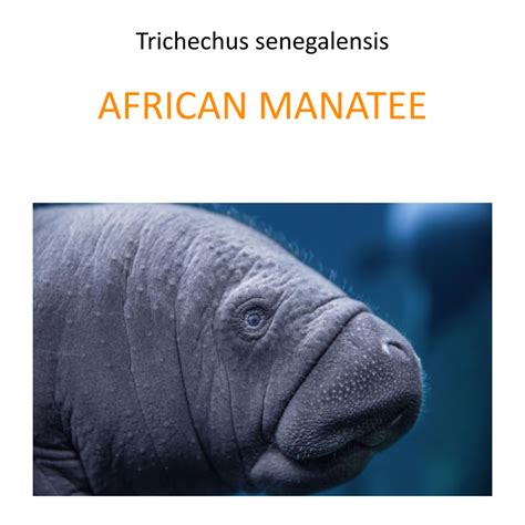 African manatee conservation program - Fundacja Zoo Wrocław DODO