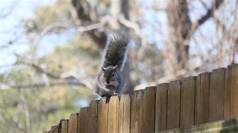 Squirrel Eating Peanuts Free Stock Video Footage, Royalty-Free 4K & HD ...