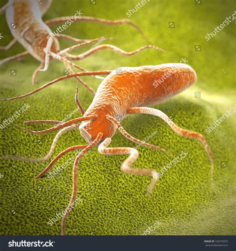 Salmonella Bacteria Cells Stock Illustration 192575075 - Shutterstock