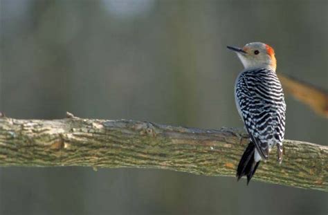 Red-bellied Woodpecker - Melanerpes carolinus - NatureWorks