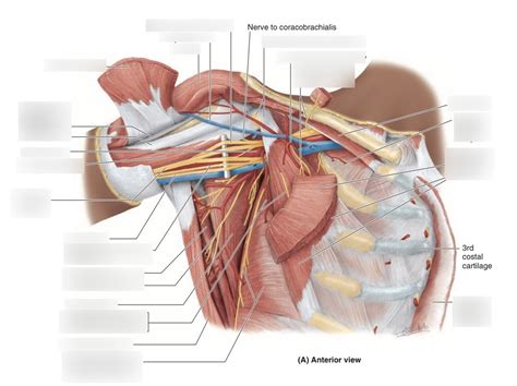 Coracoid process and key features Diagram | Quizlet