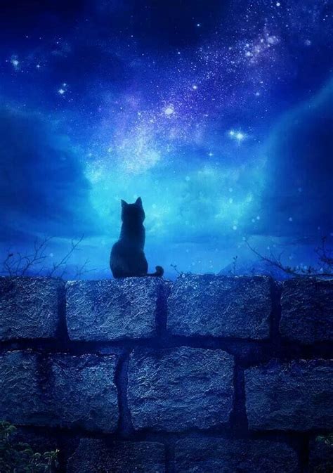 Starry,Starry Nite Warrior Cats, Crazy Cat Lady, Crazy Cats, Cats Meow, Cats And Kittens ...