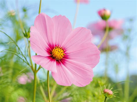 Pink flowers for the garden - Gardens Illustrated