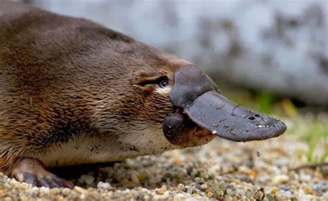 Tourism Australia: The Platypus