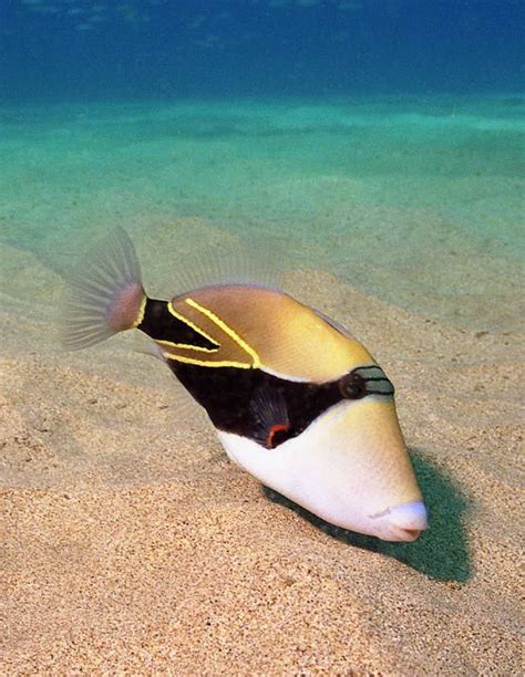 Humuhumunukunukuapua'a, Rhinecanthus rectangulus, (saw snorkeling off Kahekili Beach) about 12 ...