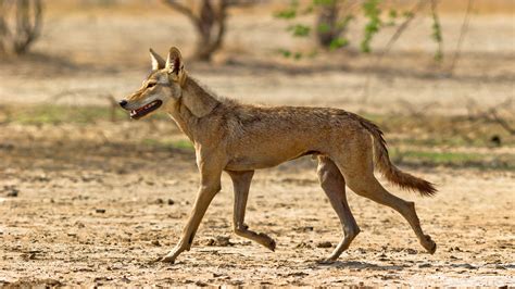 Scientists Sequence Genome of Indian Wolf | Genetics | Sci-News.com