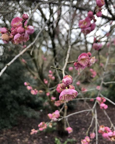 Prunus mume (Japanese Apricot, Japanese Flowering Apricot, Japanese ...