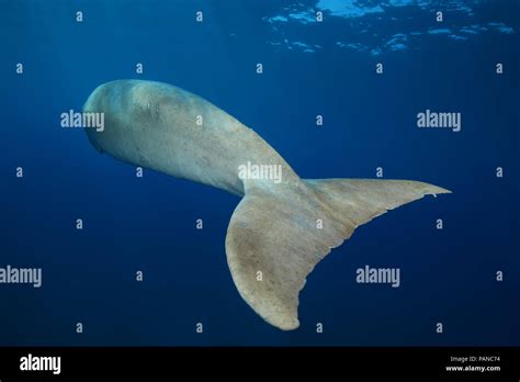 Tail of a floating Dugong or Sea Cow (Dugong dugon Stock Photo - Alamy