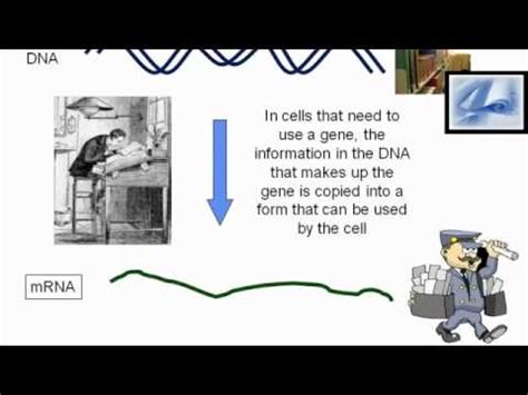 Part 6 - Genetics of Aniridia - YouTube