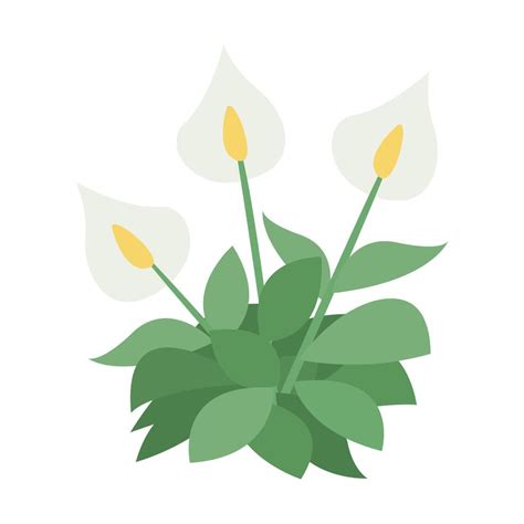 White peace lily flower isolated 14030815 Vector Art at Vecteezy