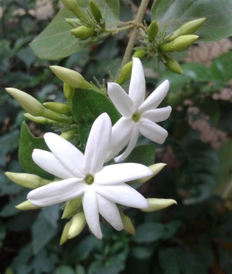 White Flowers (Jui) | Maayboli Free Images