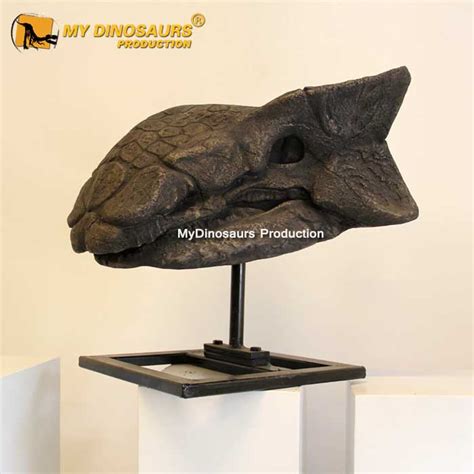 DS-184 Ankylosaurus Skull for Sale | My Dinosaurs