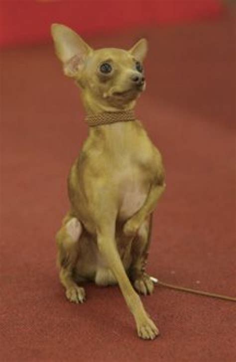 Russian Toy Terrier vs Chihuahua - Breed Comparison