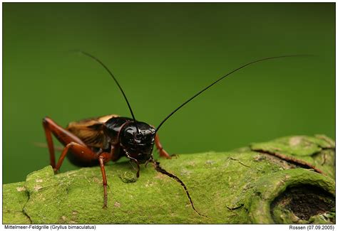 Gryllus bimaculatus - Alchetron, The Free Social Encyclopedia