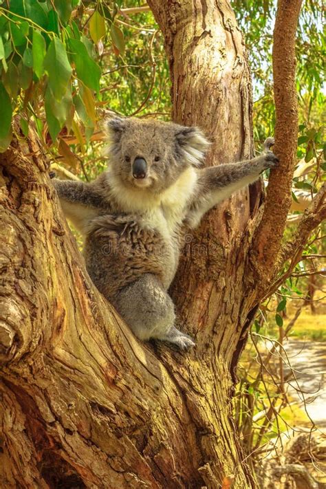 Koala Phillip Island stock image. Image of nature, island - 169228679