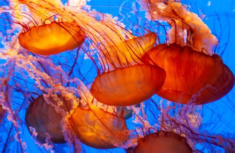 Orange Jellyfish Stock Photos, Pictures & Royalty-Free Images - iStock