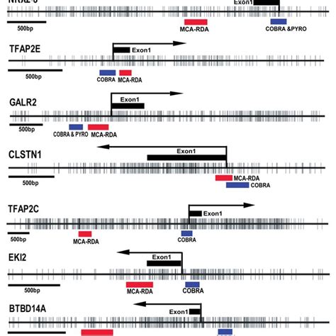 CpG island map and DNA methylation status of identified clones. CpG ...