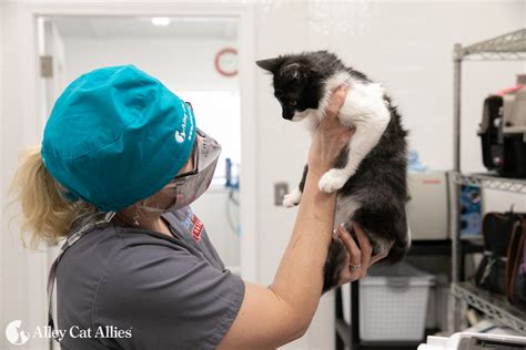 High-Quality, High-Volume Spay and Neuter Clinic Guide | Alley Cat Allies