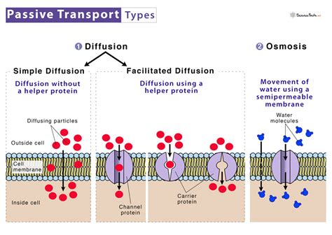 Passive Transport – Definition, Types, Examples, and Diagram