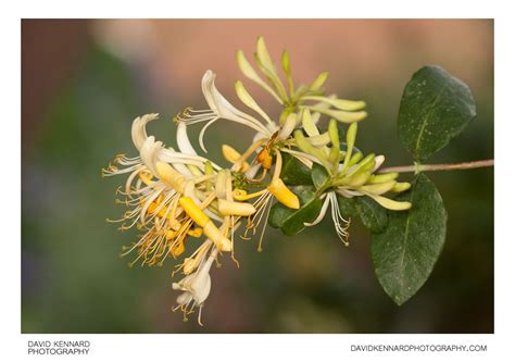 Lonicera periclymenum 'Graham Thomas' (II) · David Kennard Photography