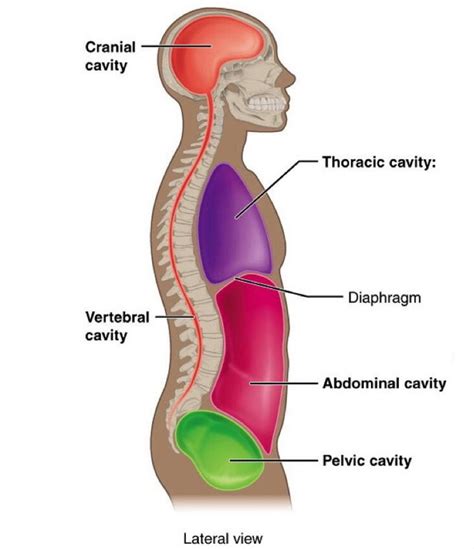 Diagram Of The Thoracic Cavity