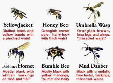 25+ great ideas about Yellow Jacket Wasp on Pinterest