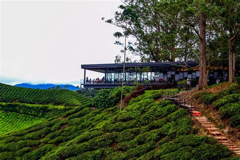 Boh Tea Plantation Cameron : Cameron Highlands: Boh Tea Plantation ...