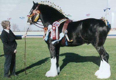 sabino horses