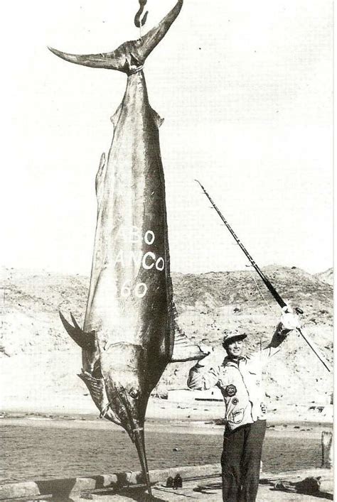 World record black marlin caught by Alfred C. Glassell, Jr… | Flickr