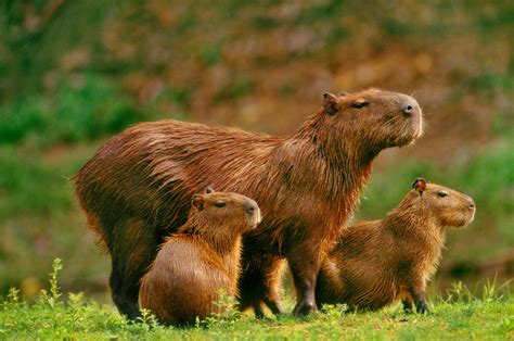 Capybara Fighting