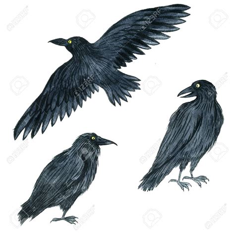 Raven Flying Drawing at GetDrawings | Free download