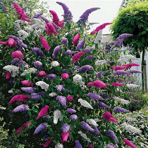 Buddleia Tricolour - Healthy Butterfly Bush Multi Coloured Garden Plant Shrubs | eBay