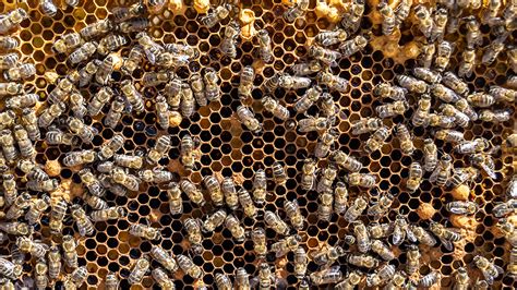 Incredible Honey Bees and Their Nest Constructing Skills | The Institute for Creation Research