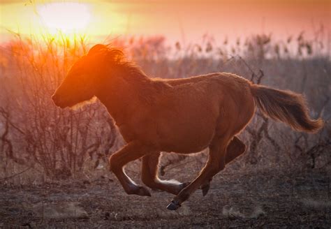 Gallery Wild Horses - Animal Charity - Animal Welfare Organisation - FOUR PAWS UK