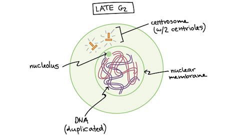 Mitosis: Phases, Stages, Applications with Diagram