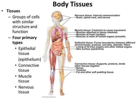 Body Tissues Tissues – Groups of cells with similar structure and function – Four primary types ...