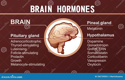 Glands Of The Human Endocrine System Cartoon Vector | CartoonDealer.com #243779575