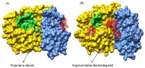 Three-dimensional structures of two glycosyl hydrolase 32 (GH32) family... | Download Scientific ...