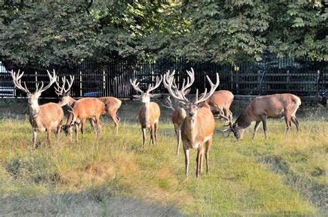 Deer at Bushy Park | Freed From Time