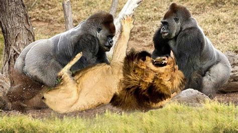 Classic fight Lion , gorilla attack | Amazing Animals Attacks - Wild Animal Fights Caught On ...