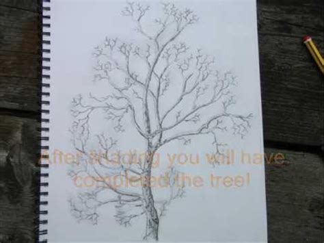 Sycamore Tree Sketch at PaintingValley.com | Explore collection of ...