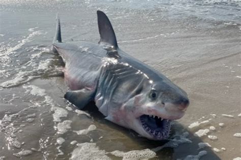 Dead great white shark washes up on Long Island beach