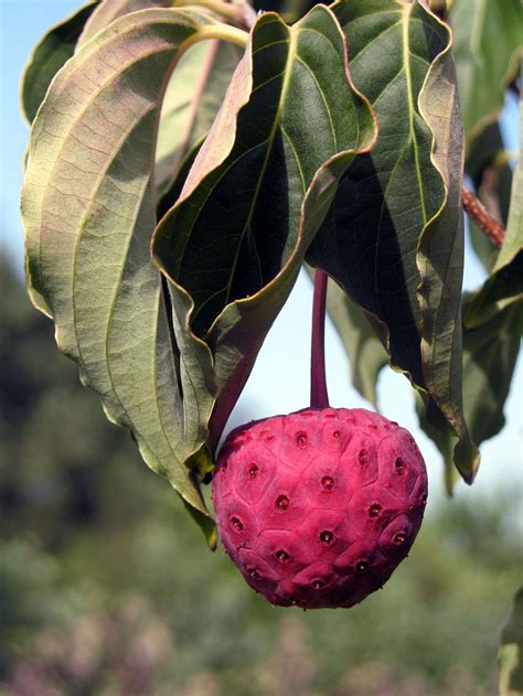 cornus kousa fruit - caretareviews