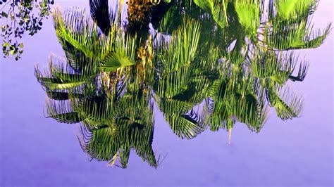 Tree Reflection on Lake Water 2310971 Stock Video at Vecteezy