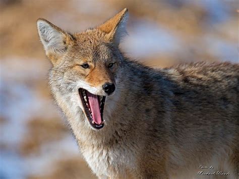 Coyote | Yipping | Michael Woods | Flickr