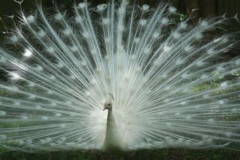 Leucistic Peacock Photo by Brent Rosenthal — National Geographic Your ...