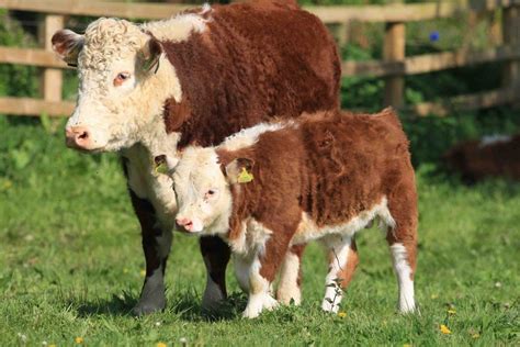 Miniature Hereford | Hereford cattle, Miniature hereford, Miniature cow ...