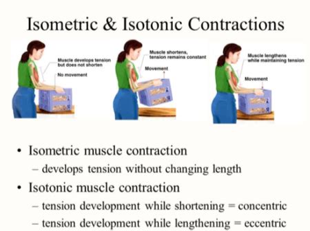 Different Types of Muscle Contractions Explained